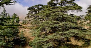 Libano la terra dei cedri